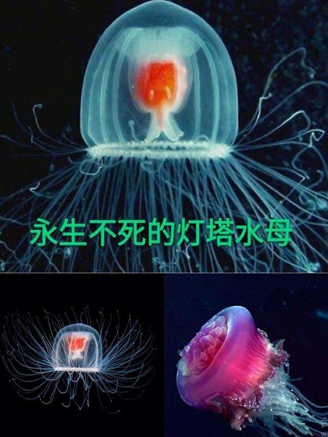 水母寿命图片