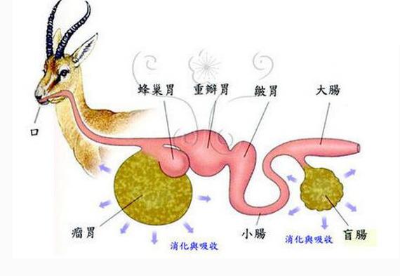 羊消化系统结构简图图片